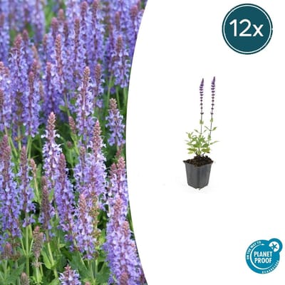 Trendyplants - Salvia nemorosa 'Caradonna' - 12 stuks - Salie - Winterhard - Hoogte 10-30 cm - Potmaat Ø9cm