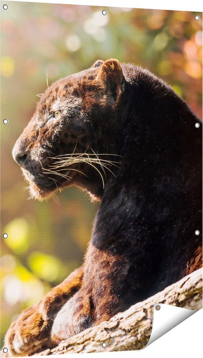 Gards Tuinposter Zwarte Panter vanaf de Zijkant - 80x120 cm - Tuindoek - Tuindecoratie - Wanddecoratie buiten - Tuinschilderij