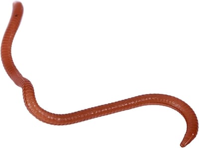 Kunstaas Regenworm - Zacht aas - Vissen Vangen - Realistische beweging - 17-18 stuks - Niet gespecificeerd