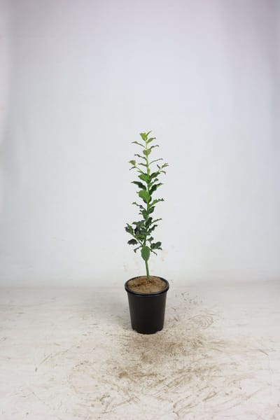 Gewone hulst 40-60 cm (in pot) - Ilex aquifolium - Ø19 cm - rode bessen voor vogels - - onderhoudsarm