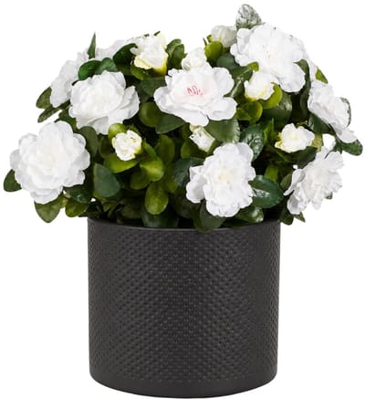Mica Decorations Kunstplant - Azalea wit - H31 cm - in antraciet bloempot - keramiek - complete set van pot en plant - decoratie stuk