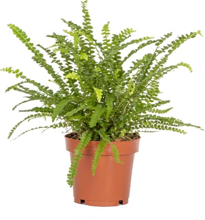 Bloomique - Nephrolepsis Duffi - Krulvaren - Kamerplanten - Luchtzuiverend - Diervriendelijk - Hoogte 20-30 cm - Pot 12 cm