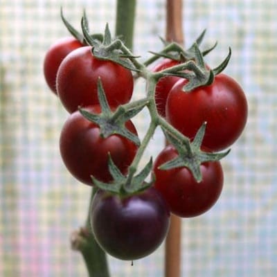 Tomaten zaden - Cherrytomaat Dancing with Smurfs