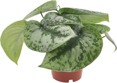 Scindapsus Trebi | 25cm | Hangplant