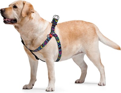 WAUDOG Indie Harnas / Hondentuigje - Nylon - Gratis QR-tag - Breedte: 25 mm - Borstomtrek: 60 - 90 cm (GELIEVE ALVORENS BESTELLEN OPMETEN)