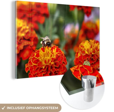 ® Glasschilderij 180x120 cm - Schilderij acrylglas - Hommel op een goudsbloem - Foto op glas - Muurdecoratie woonkamer - Wanddecoratie slaapkamer - Schilderijen