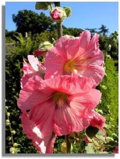 Bloemenzaad - Grote Stokroos - Tuin Decoratie - Makkelijk Groeiend - 50+ Zaden - Roze