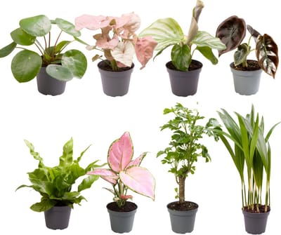 Plantenboetiek.nl | Baby Plantjes Verrassingsbox | 8 stuks - Ø6cm - 12cm hoog - Kamerplant - Groenblijvend - Multideal