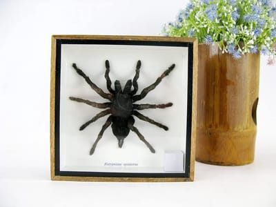 Insecten in Showbox - Geprepareerde Vliegende - Decoratie Verzamelen - Handgemaakt Met Detail - 27.5 x 15 cm - Natuurlijk