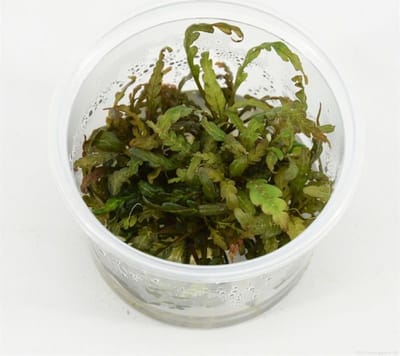 Moerings Hygrophila Pinnatifida | Belgisch groen | In vitro cup Waterplant