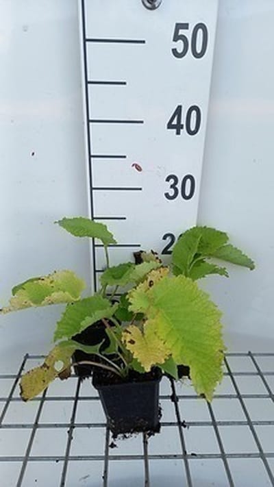 6x Telekia - Telekia speciosa ( buphthalmum speciosum) | 9x9 cm pot