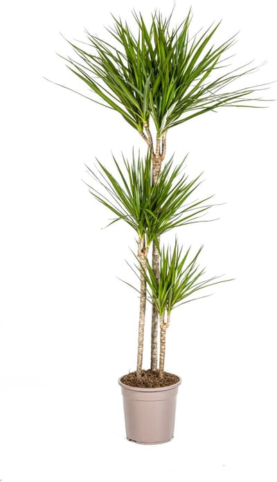 Plantenboetiek.nl | Dracaena Marginata Green - Ø24cm - 130-150cm hoog - Kamerplant - Groenblijvend