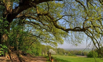 Fotobehang glooiend weide landschap bij Nijmegen 350 x 260 cm - € 235,--