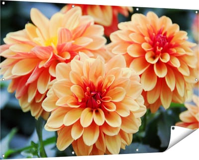 Gards Tuinposter Oranje Dahlia Bloemen - 150x100 cm - Tuindoek - Tuindecoratie - Wanddecoratie buiten - Tuinschilderij