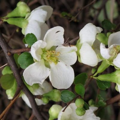 Chaenomeles Superba 'Jet Trail'' Dwergkwee 30-40 cm in pot