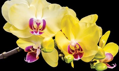 Orchid Flowers Photo Wallcovering