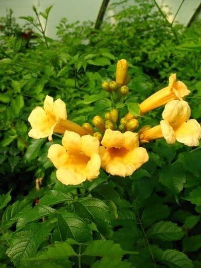 Trompetbloem plant - Klimplant bloem - Tuin decoratie - Klimmend en bloeiend - 80 cm hoog - Geel