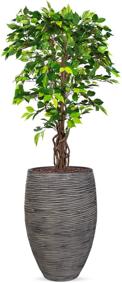 Kunstplant Ficus in Vaas elegant Deluxe rib antraciet H165 cm