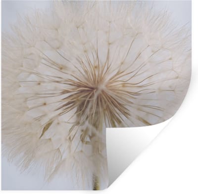 Muurstickers - Sticker Folie - Bloemen - Paardenbloem - Design - 100x100 cm - Plakfolie - Muurstickers Kinderkamer - Zelfklevend Behang XXL - Zelfklevend behangpapier - Stickerfolie