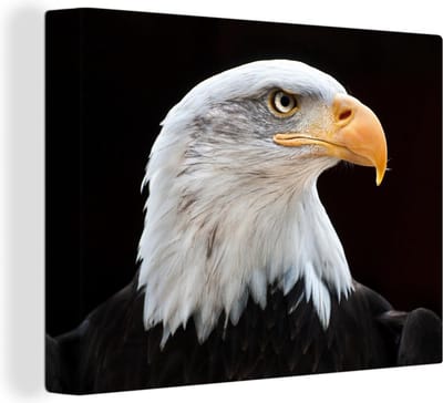 Canvas Schilderij Zeearend - Portret - Vogel - WItkop zeearend - 80x60 cm - Wanddecoratie