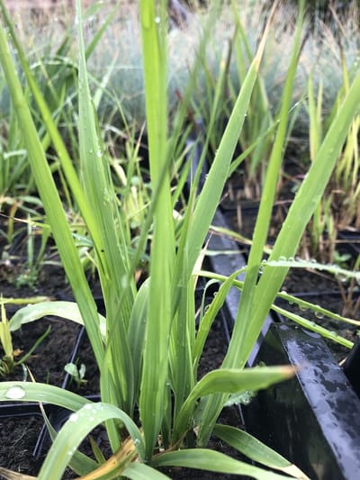 6 x Molinia arundinacea 'Transparent' - Pijpenstrootje - P9 Pot (9 x 9cm) - Dima Vaste Planten
