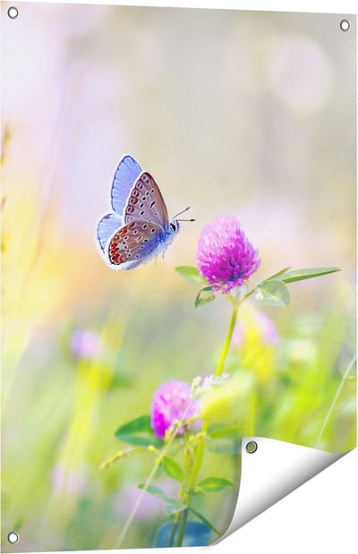 Gards Tuinposter Blauwe Vlinder bij een Paarse Bloem - 60x80 cm - Tuindoek - Tuindecoratie - Wanddecoratie buiten - Tuinschilderij