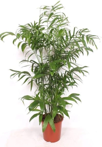 Chamaedorea Seifrizii Bamboepalm binnen - ca. 170 cm - Grote Kantoorplant - Ø27 cm