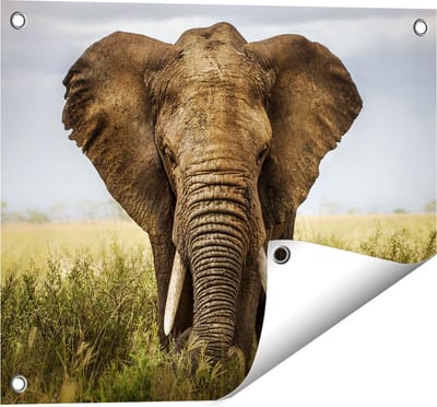 Gards Tuinposter Olifant in het Wild - Kleur - 50x40 cm - Tuindoek - Tuindecoratie - Wanddecoratie buiten - Tuinschilderij