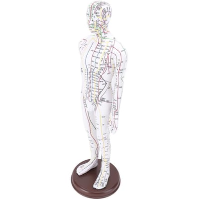 Modèle d'acupuncture 52 cm Modèle du corps humain Modèle d'acupuncture du corps entier avec base pour l'enseignement aux étudiants male version