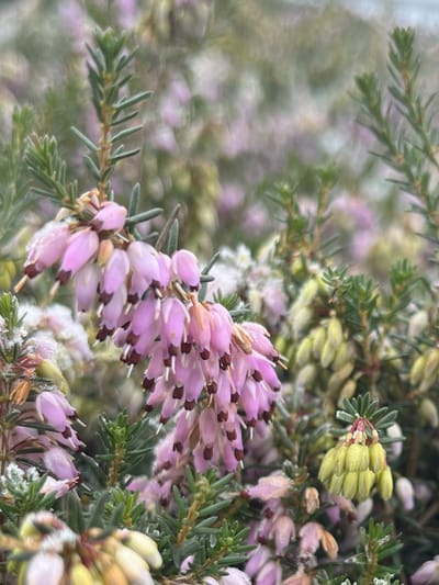 Winterheide Roze - 10 Stuks - Erica carnea 'Loughrigg' - P9.5 - Plant - Tuinplant - Heide