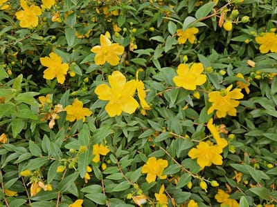 Sint-Janskruid Planten - Bodembedekker Struik - Tuin Decoratie - Winterhard Gele Bloemen - 24 Stuks 10-25cm - Groen