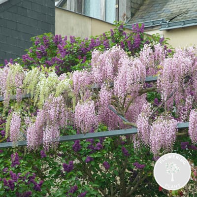 Bloomique - Wisteria Floribunda Rosea - Blauwe Regen Klimplant - Roze - Klimplanten - Tuinplanten - Winterhard - Hoogte 50-70 cm - Pot 15 cm
