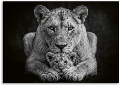 Schilderij Woonkamer - Modern Canvas Kunstwerk - 70 x 50 cm - Leeuwin met Cub Verbonden in Kracht No6 Zwart / Wit