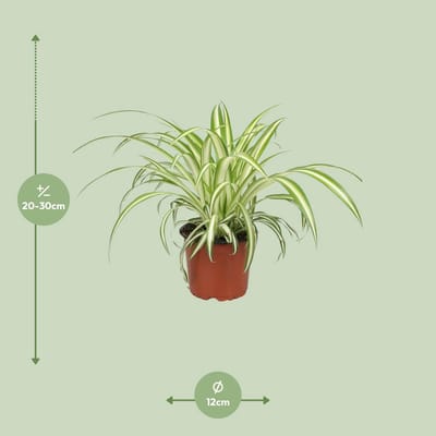 Chlorophytum - Ø12cm - 25cm - (Ook)-Voor in huis - Vaste planten