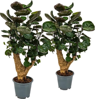 Bloomique - Set van 2 - Polyscias Fabian - Aralia - Kamerplanten - Luchtzuiverend - Diervriendelijk - Gemakkelijk in onderhoud - Hoogte 50-60 cm - Pot 17 cm