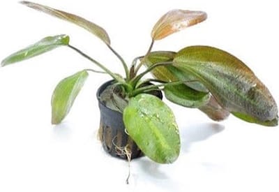 Aquaflora Echinodorus Barthii | in 5 cm pot