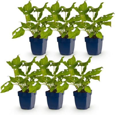 Green boutiQ - Vasteplant - Persicaria amplexicaulis - Duizendknoop - Bijen en Vlinderlokkers - Rood - 6 Planten - Pot 11cm - Hoogte 15-25cm