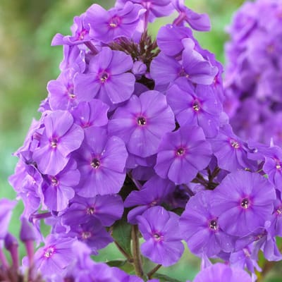 Vlambloem (Phlox paniculata) - Amethyst - Vaste planten - Bijen-Vlinders - Geurend - Zomerbollen - bloeit in Juli / Augustus / September