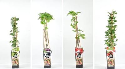 Fruitplanten mix Aalbes/kruisbes  - set van 4 fruitplanten - 1 zwarte bes 1 rode bes en 1 groene bes 1 rode bes - hoogte 30/40 cm