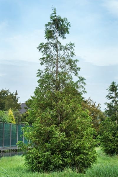 Plants Online - Haagplanten - Coniferen - Tuinplanten - Sier coniferen - Set van 1 - Metasequoia glyptostroboides - 5 liter pot - Plant 100-125 cm