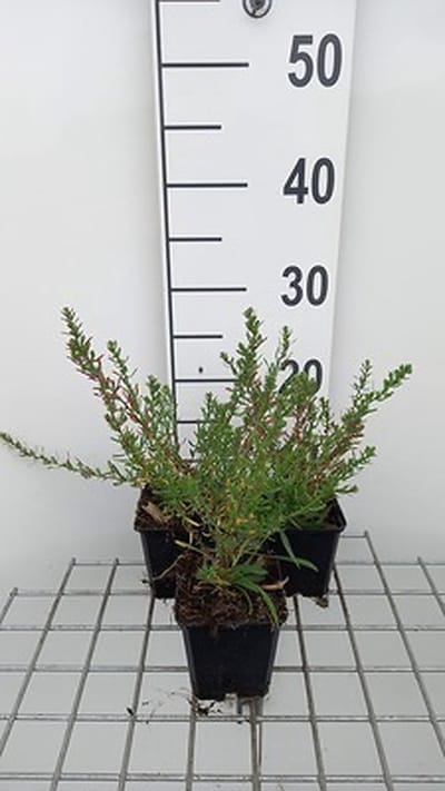6x Aster - Aster eric. 'Schneetanne' | 9x9 cm pot