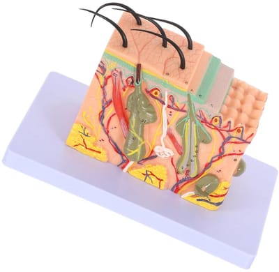 Huidanatomiemodel - Studie model - Onderwijs Huidleer - 35x Vergroting - 195 cm - Multicolor