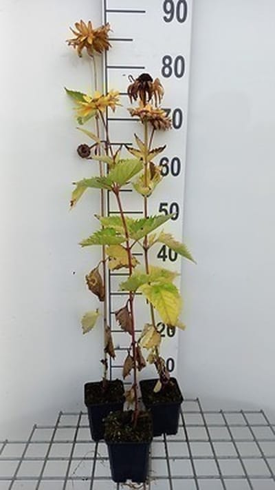 6x Heliopsis - Heliopsis hel. 'Mars' | 9x9 cm pot