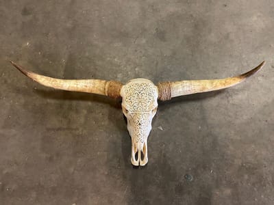 Longhoorn skull uit Bali - Longhoorn - Skull - Longhorn - Buffalo - Buffelschedel - Ibiza Skull - Muurdecoratie - Wanddecoratie - Bali - Wit - 150 cm