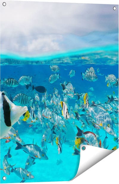 Gards Tuinposter Zwerm Gele Vissen in het Water - 60x80 cm - Tuindoek - Tuindecoratie - Wanddecoratie buiten - Tuinschilderij