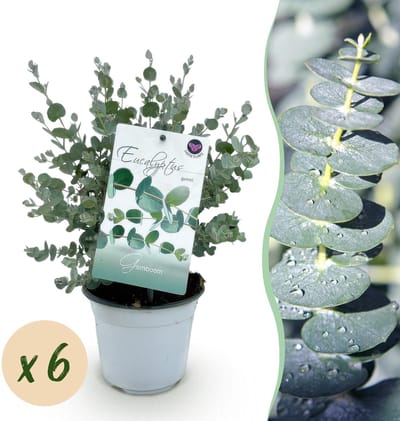 Green boutiQ - Terrasplant - Eucalyptus boom - Eucalyptus gunni - Grijs - 6 Planten - Winterhard - Pot 14cm Hoogte 30cm