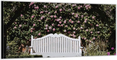 Dibond –Wit Bankje met Rozenstruik– 200x100 Foto op Aluminium (Wanddecoratie van metaal)