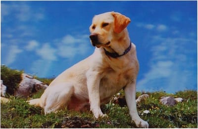 3d poster Labrador