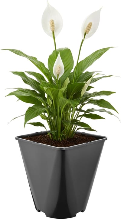 Garronda Set van 5 afgeronde vierkante kunststof bloempotten met drainagegaten voor tuin (Zwart, 18 x 18 x 20 cm (5L)) GD-KW-SR