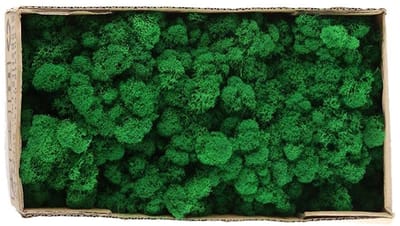 Dailygoods- Geconserveerd Mos Uitzonderlijke Kwaliteit - Decoratie - Bloemstukken - Modellen - Binnenlandscapes - Onderhoudsvrij - Decoratiemateriaal